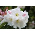 thumbnail image 1 of 50 Graines de Fleurs Blanches RHODODENDRON FORTUNE Arbuste Rose Mauve, 1 of 10