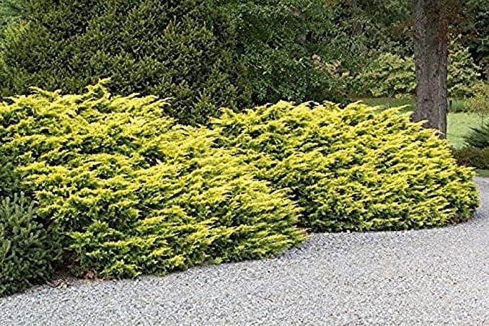Saybrook Gold Juniper - 30 Live Plants - Juniperus Chinensis - Hardy Evergreen Ground Cover