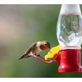 thumbnail image 4 of VIMOA Mini Hummingbird Feeder Small 4 Pack Tulip Type Plastic Tiny Feeders for Outdoor Lightweight Safer, 4 of 10