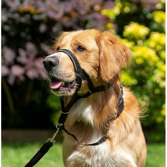 Adjustable Pet Dog Headcollar Halter Non Pull Dog Head Collar for Training