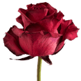 thumbnail image 3 of 150 Stems of Burgundy Roses- Fresh Flower Delivery, 3 of 4