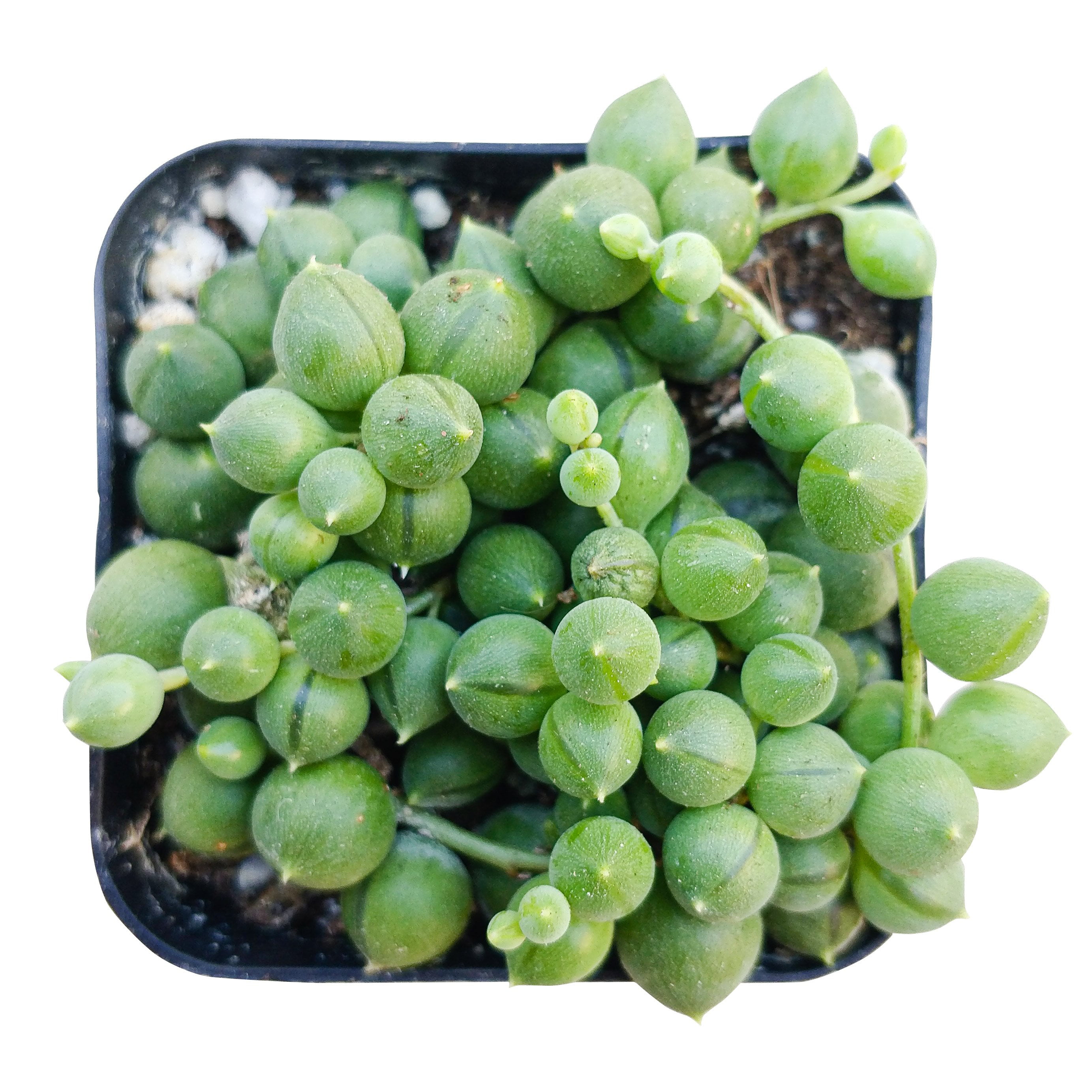 String of Pearls Artificial Succulent Plant Trailing 54cm/21 Inches 