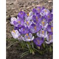 thumbnail image 1 of TASC Crocus Vernus Flower Record & Pickwick, 1 of 2