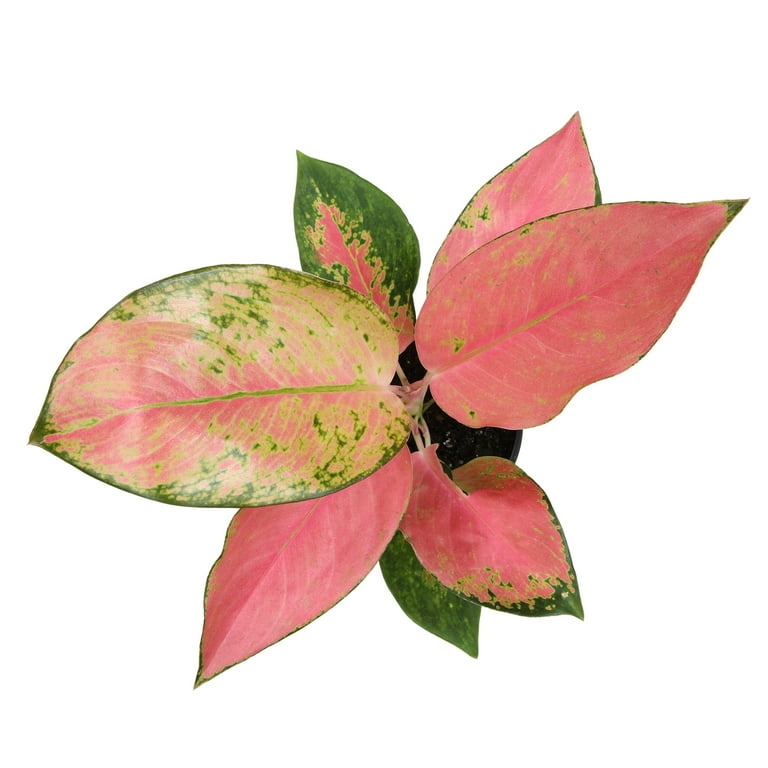 Aglaonema China Red | Pink Houseplant | 4.25in. Decor Pot; Indirect Light |  Element by Altman Plants - Walmart.com