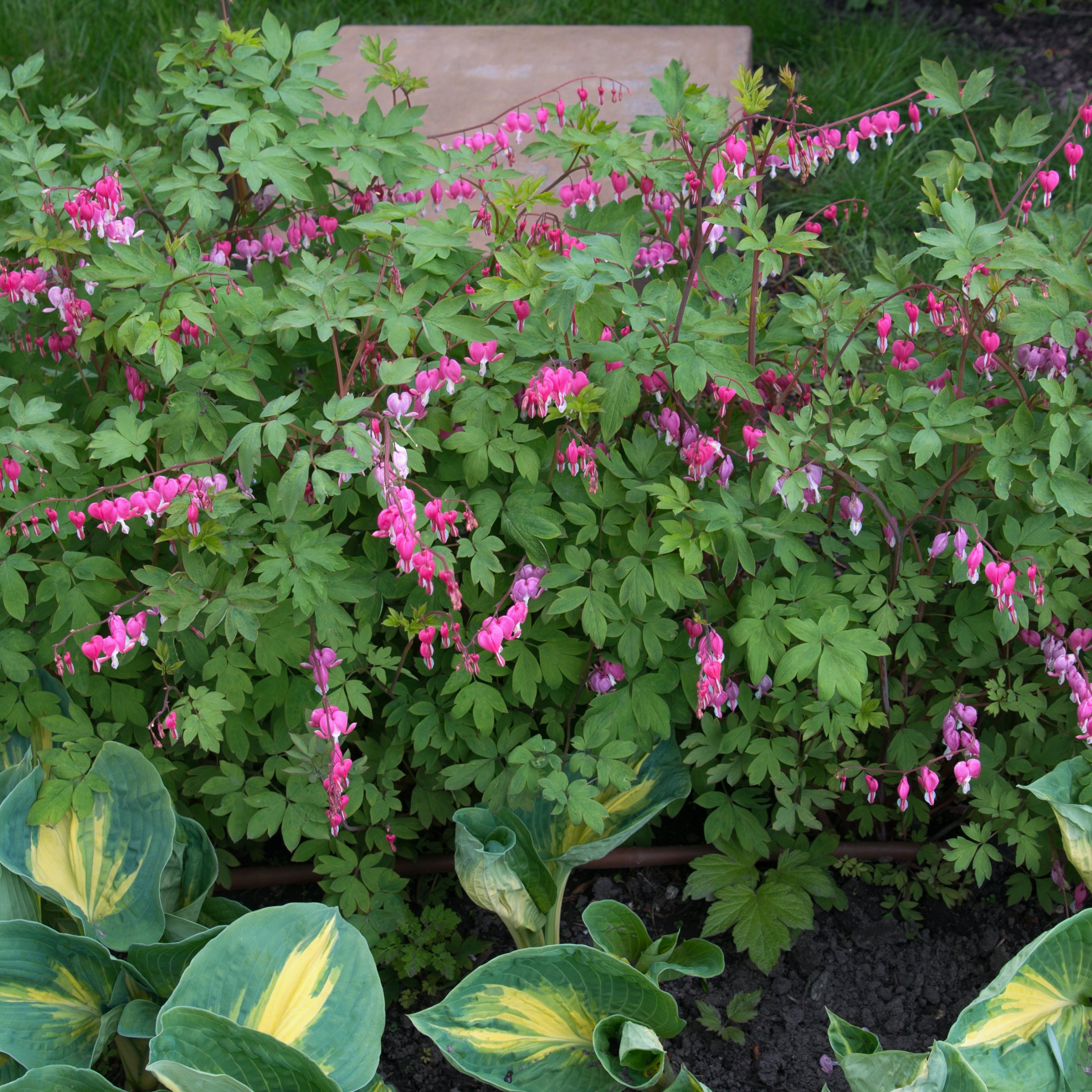 Bareroot Dicentra Dwarf Bleeding Hearts Live Perennial Plant with Pink Flowers (4-Pack)