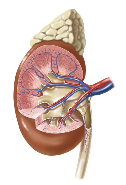 adrenals and kidneys adrenals and kidneys