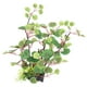 thumbnail image 4 of Decoración De Plantas De Paisajismo De Acuario Planta De Simulación De Tanque De Peces Natural Hermosa Estable Estable Para Acuario Para Pecera ANGGREK Mascotas, 4 of 8