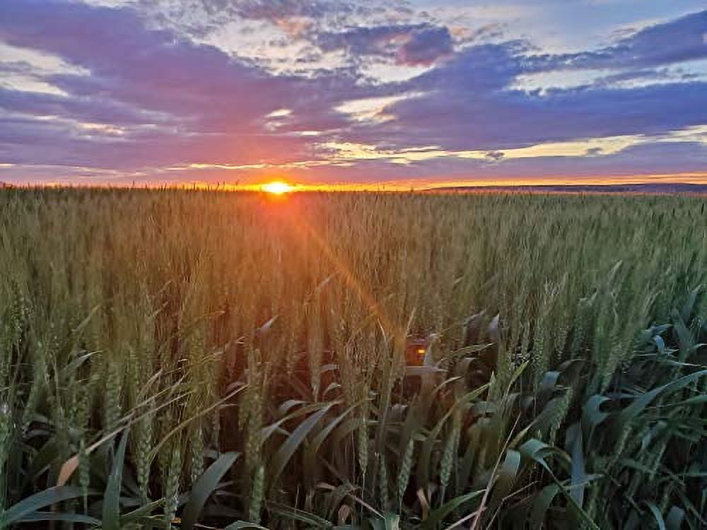 (New Harvest) Premium 100% Natural Wheat Straw Grass Harvested 2022, Farmer Direct- Excellent Animal Bedding, Garden Cover, Mulch and Farm Wheat Straw 5lbs. Straw Shipped
