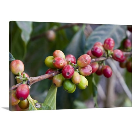 Great BIG Canvas | "Guatemala, Antigua, Coffee Plantation and museum, red coffee beans on plant" Canvas Wall Art - 30x20