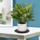thumbnail image 2 of GOOHOCHY 6 posavasos de fieltro para plantas, platillos, macetas, almohadillas de fieltro redondas y absorbentes para interior y exterior., 2 of 7