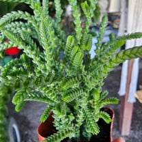 Watch Chain Succulent, Bundle of 3, 2in Pot