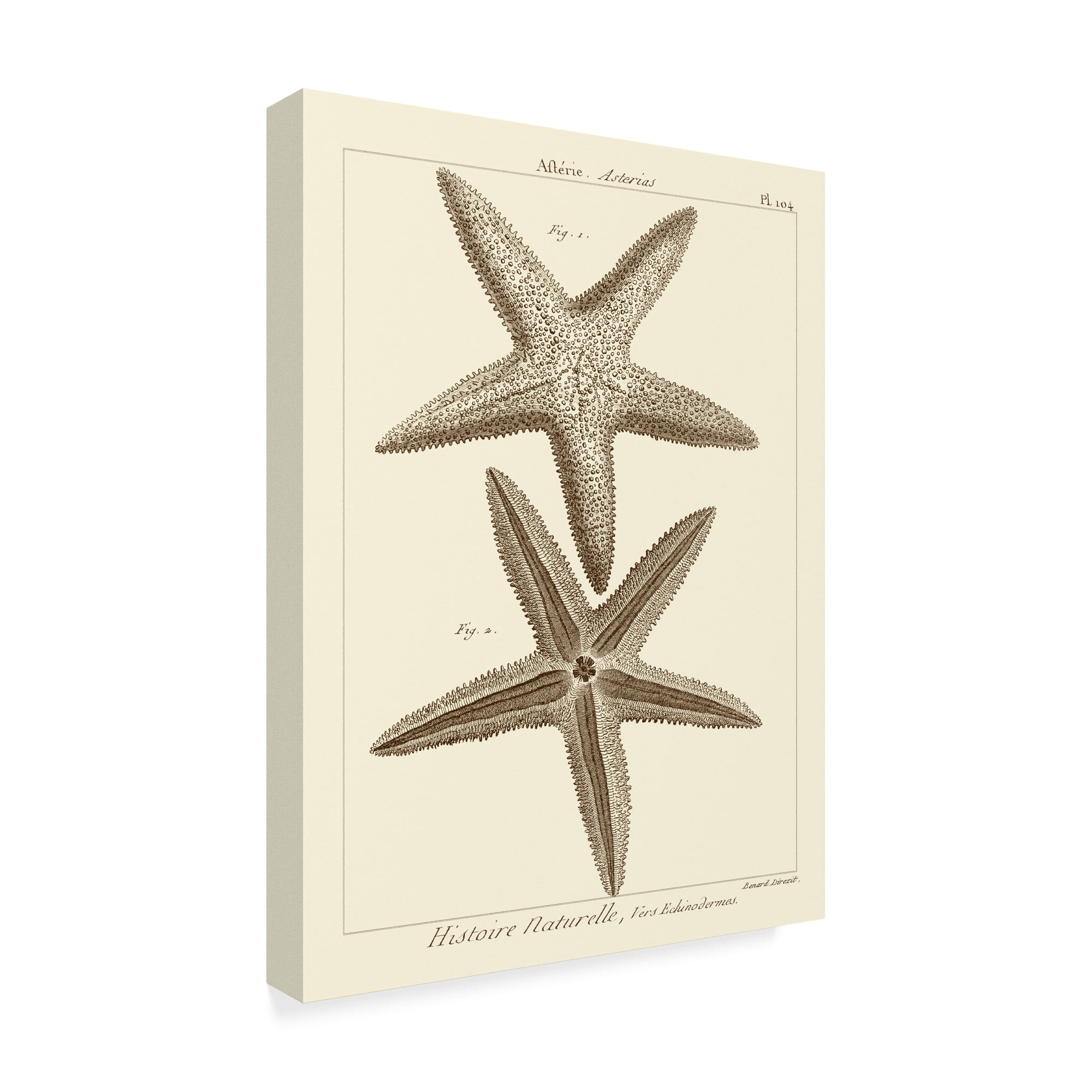 Trademark Fine Art 'Striking Starfish I' Canvas Art by Vision Studio