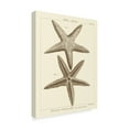 thumbnail image 2 of Trademark Fine Art 'Striking Starfish I' Canvas Art by Vision Studio, 2 of 4