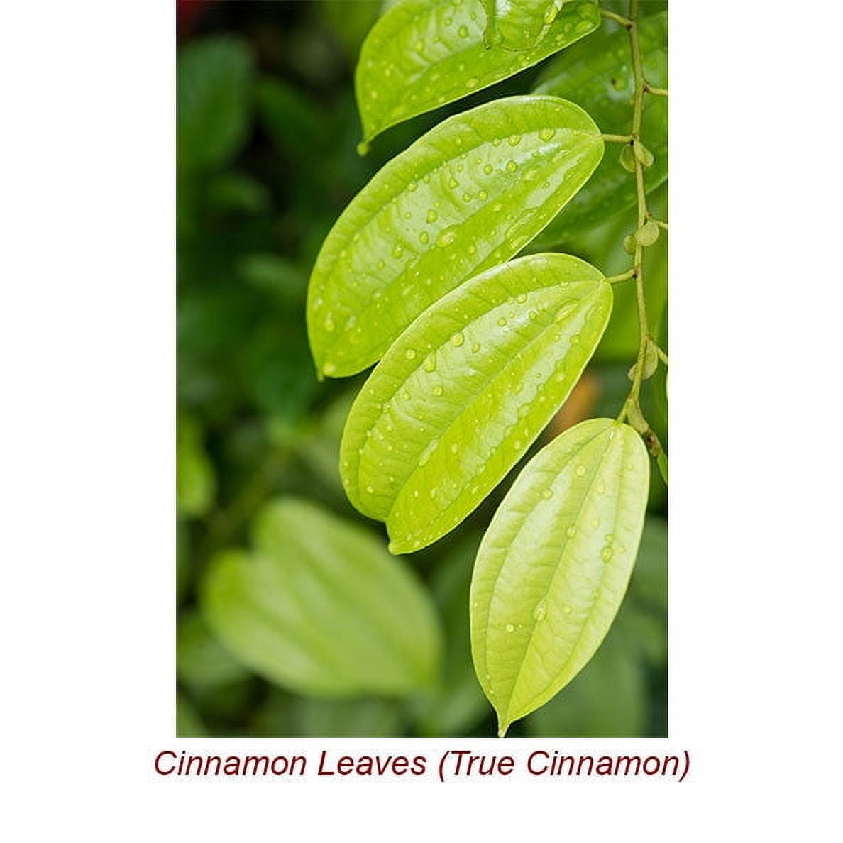 Cinnamon Leaf Organic Essential Oil 15 ml (1/2 fl oz) - 100% Pure and Natural by Silky Scents