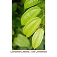 thumbnail image 3 of Cinnamon Leaf Organic Essential Oil 10 ml (1/3 fl oz) - 100% Pure and Natural by Silky Scents, 3 of 5