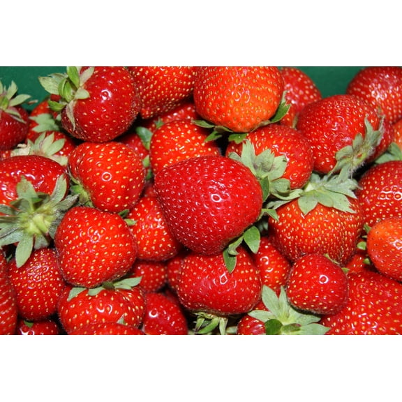 Flavorfest Strawberry Roots – Bare Root Plants | June-Bearing, High-Yield Variety | Sweet, Aromatic Berries | Disease Resistant, Non-GMO