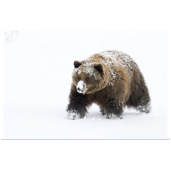 Great BIG Canvas | "Small female grizzly, Alaska Wildlife Conservation Center, Southcentral Alaska, Winter" Art Print - 30x20