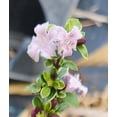 thumbnail image 2 of Sandys Nursery Online Serissa Foetida, Fairy Pink Flower, 4 Inch Pot, 2 of 5