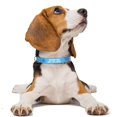 thumbnail image 2 of Collares personalizados para perros pequeños, medianos y grandes. Collar de nailon reflectante., 2 of 5