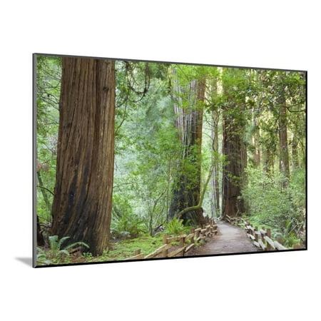 Trail Through Muir Woods National Monument, California, USA Wood Mounted Print Wall Art By Jaynes