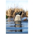 thumbnail image 3 of Avian-X Power Butt Kicker Drake Mallard Motion Duck Ultra Realistic Floating Decoy, 3 of 5