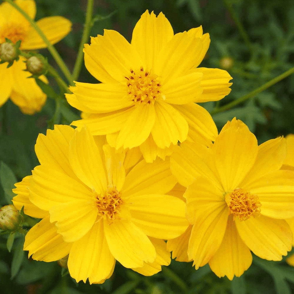 Everwilde Farms 500 Dwarf Gold Sulphur Cosmos Garden Flower Seeds