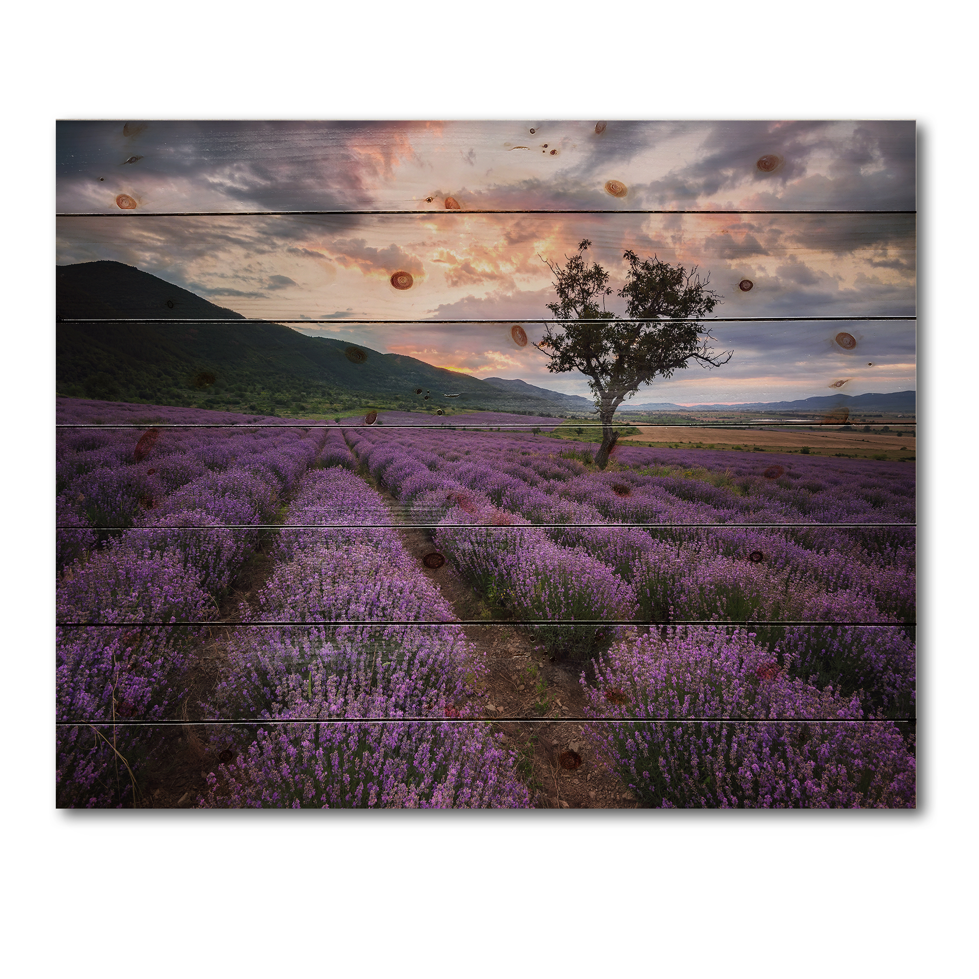 Designart 'Lavender Field At Sunrise III' Farmhouse Print on Natural Pine Wood
