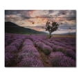 thumbnail image 3 of Designart 'Lavender Field At Sunrise III' Farmhouse Print on Natural Pine Wood, 3 of 5