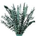 thumbnail image 1 of 16 Ramas de Eucalipto Secas y Conservadas, Planta de Eucalipto Fresco de 17 Pulgadas para Ducha, Ramo de Eucalipto Real para Relleno de JarróN, 1 of 7