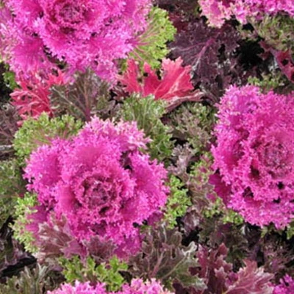 Ornamental Kale Glamour Red F1 Seed - 25 Seeds