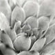 Wild Apple Graphismes PDX20824LARGE Jardin Succulent I Affiche Imprimée par Laura Marshall&44; 24 x 24 - Grand – image 1 sur 1