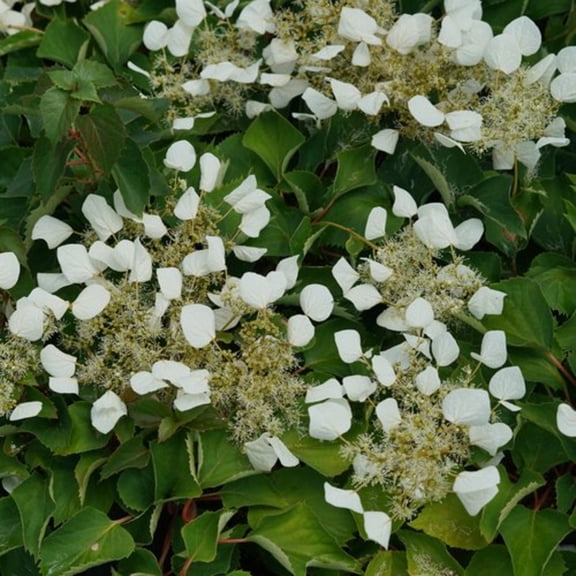 Proven Winners 5" White Flirty Girl False Hydrangea-Vine Live Plant in 4.5" Pot (4 Count)