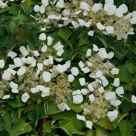 Proven Winners ColorChoice 6" White Flirty Girl False Hydrangea-Vine Live Plant in 7.5" Pot
