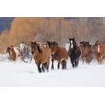 thumbnail image 2 of Jones, Adam 18x13 Gold Ornate Wood Framed with Double Matting Museum Art Print Titled - Rodeo horses running during winter roundup-Kalispell-Montana, 2 of 4