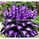 thumbnail image 1 of Semillas de Hosta abigarrada, semillas de flor de jade n.° A8, 100 semillas, 1 of 1