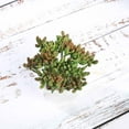 thumbnail image 4 of BalsaCircle 3 Green 7" Artificial Faux Realistic Jelly Bean Succulent Plants Off White Pots, 4 of 6