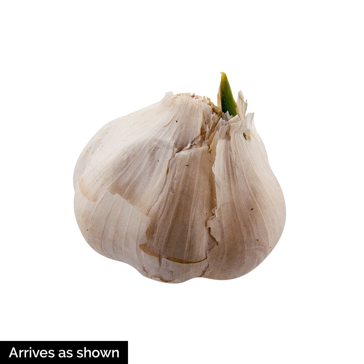 Walla Walla Early Softneck Garlic Dormant Bulb (1-Pack)