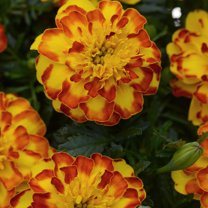 Outsidepride French Marigold Flamenco Flower Seeds - 200 Seeds