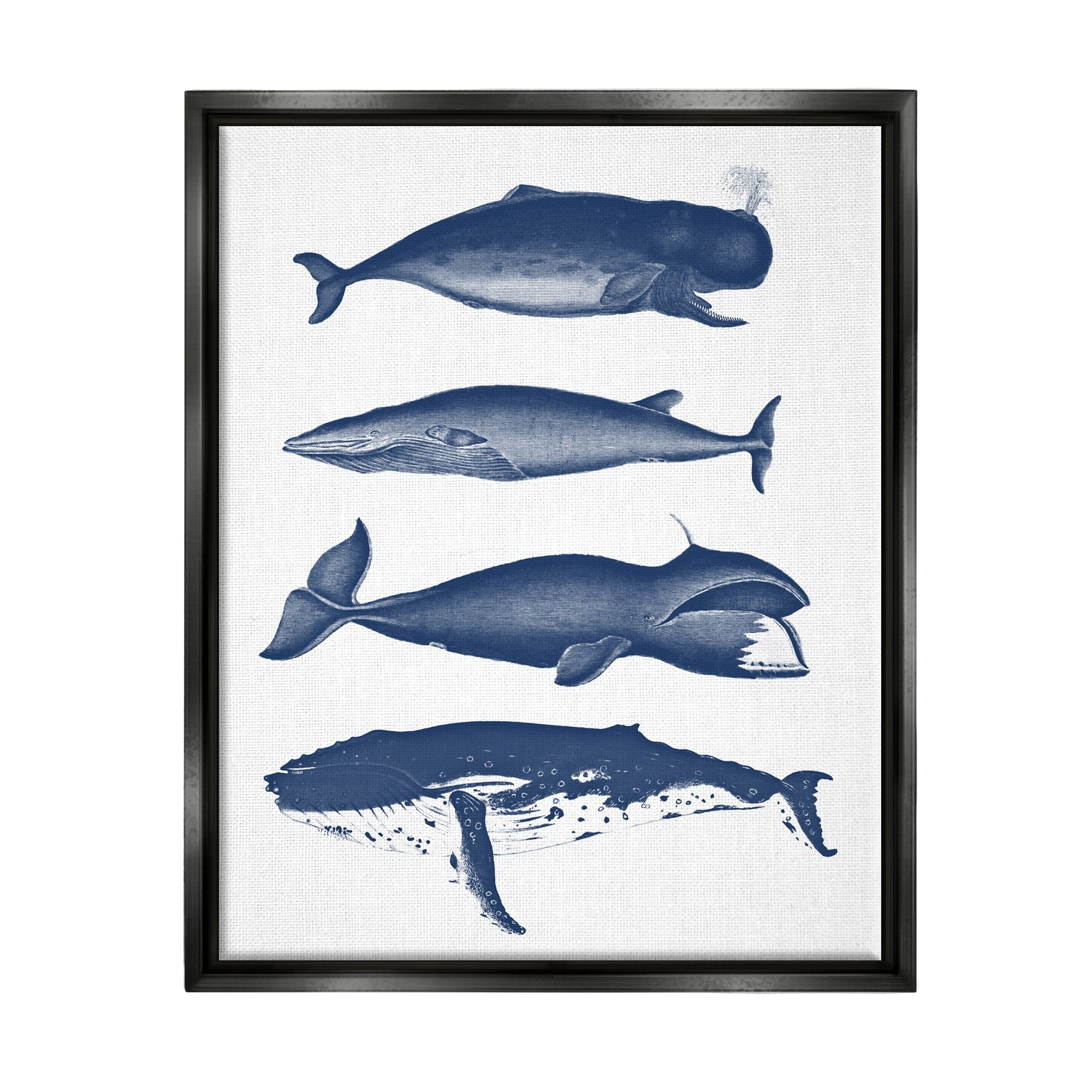 Stupell Industries Various Whales Types Sea Life Detailed Illustrations Graphic Art Metallic Gold Floating Framed Canvas Print Wall Art, Design by Lettered and Lined
