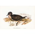 thumbnail image 2 of Gould, John 14x11 Black Modern Framed Museum Art Print Titled - Short-tailed Petrel-Puffinus brevicaudus, 2 of 4