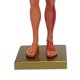 thumbnail image 5 of Modelo Anatómico Masculino, Modelo De Cuerpo De Escultura Duradero, Resistente, Natural Y Armonioso Para Enseñar Como Referencia, 5 of 7