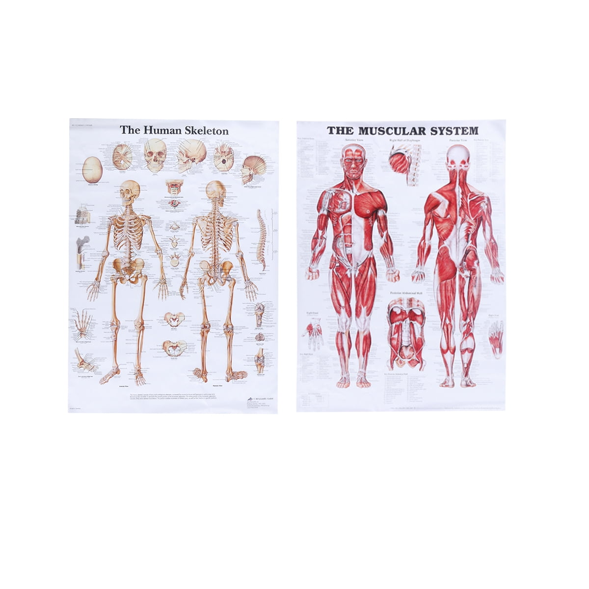 50x70cm 2Pcs Human Anatomy Poster Skeletal Muscle Teaching Picture ...