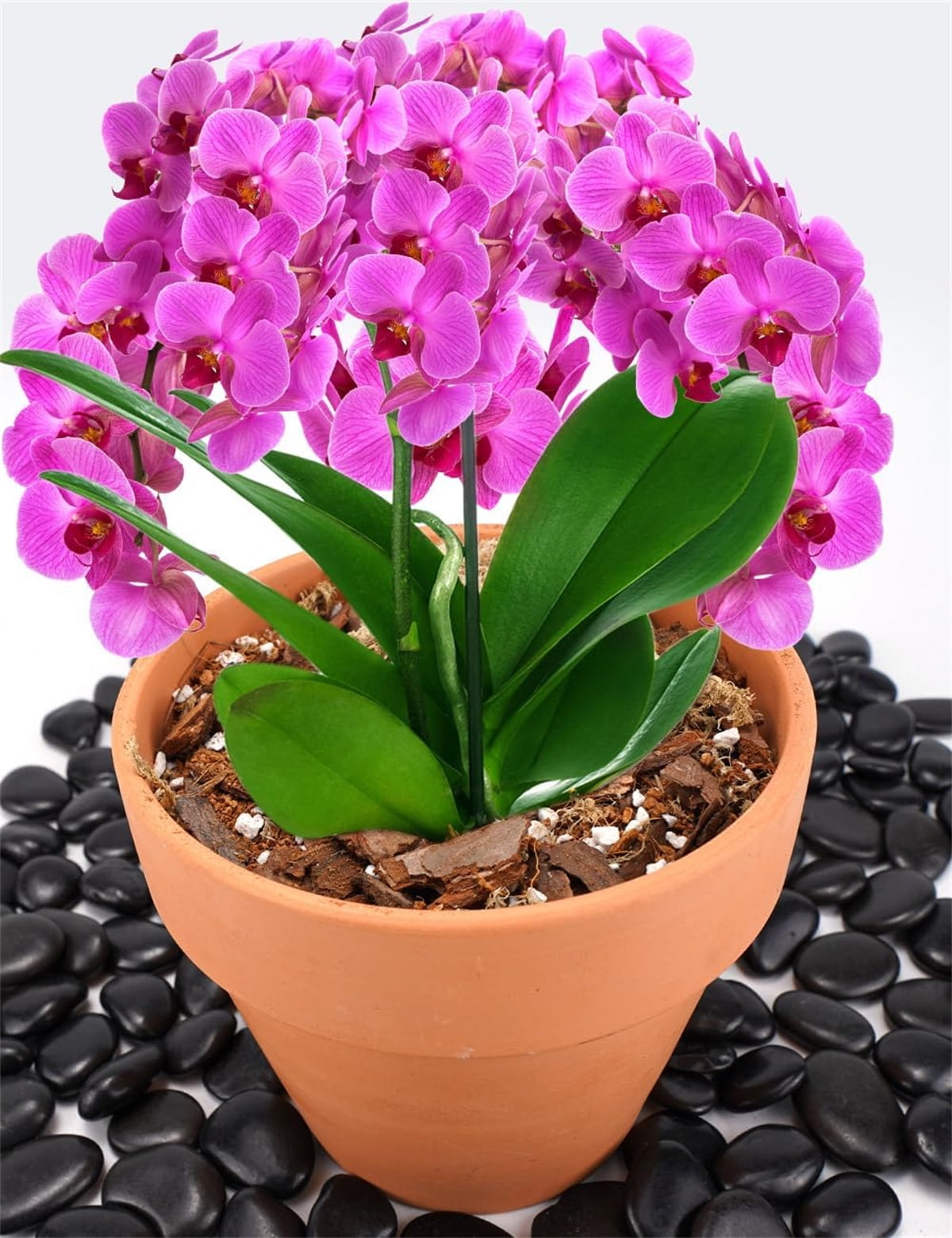 Orchid Potting Mix Orchid Bark,8QT Orchid Soil Potting Mix,Orchid Bark for Indoor Plants, Orchid Repotting Potting Soil with Perlite Moss Sphagnum Coco Peat for Phalaenopsis Succulent Plants