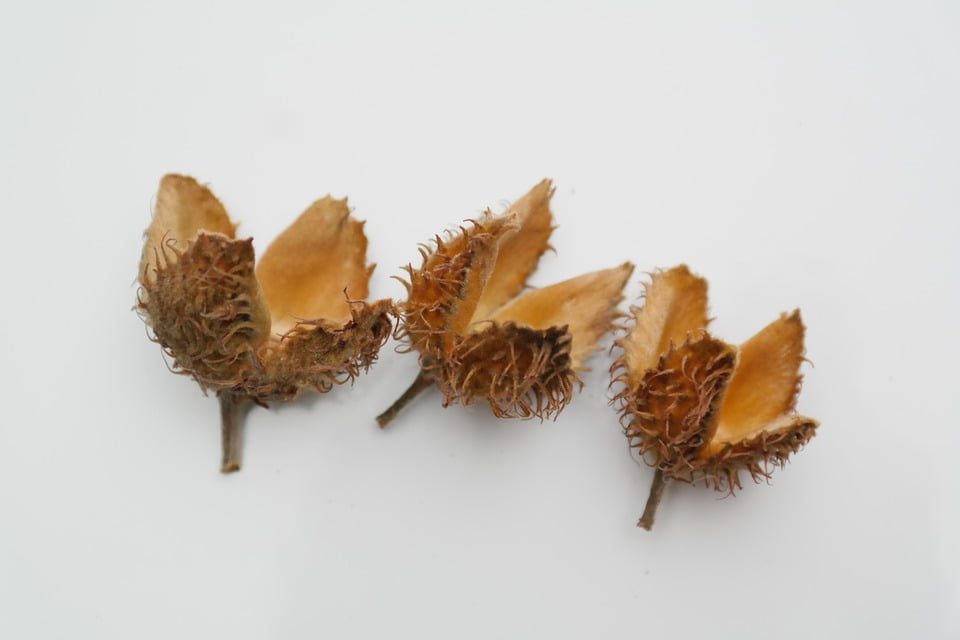 Achene Beech Nuts Sleeves Beech Fruit Pods20 Inch By 30 Inch Laminated