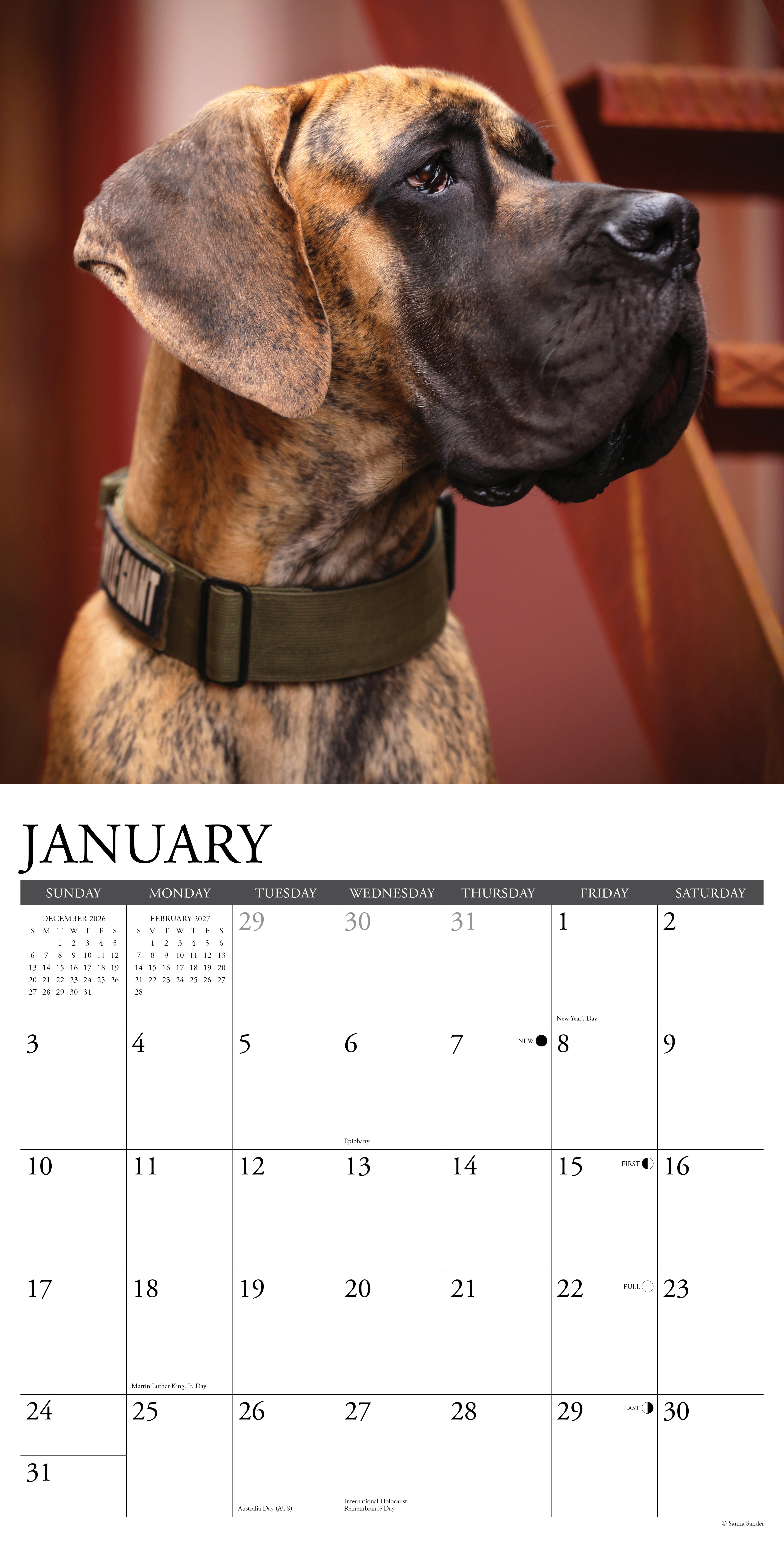 Willow Creek Press, Great Danes 2027 Wall Calendar