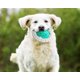 thumbnail image 5 of Azul - Juguetes masticables chirriantes para perros, juguetes interactivos de entrenamiento, pelotas de dentición resistentes y duraderas, frisbees y juguetes acuáticos (1 pieza), 5 of 5
