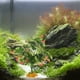thumbnail image 2 of Terrario, plantas artificiales, pecera, plantas realistas, pecera para reptiles, plantas falsas, hábitat para pecera, plantas bonsái, dragón barbudo, accesorios para pecera, 2 of 7