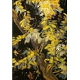 thumbnail image 2 of Van Gogh, Vincent 18x24 White Modern Wood Framed Museum Art Print Titled - Blossoming Acacia Branches, 2 of 4