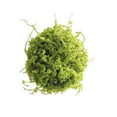 thumbnail image 4 of Verdure de 13cm pour Centre de Table de Fête à la Maison, Jardin Intérieur Extérieur et Vitrine, 4 of 4