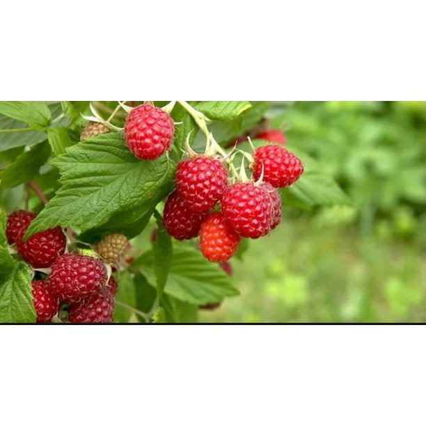 Glencoe Thornless Raspberry Plant Easy To Grow And Multiply
